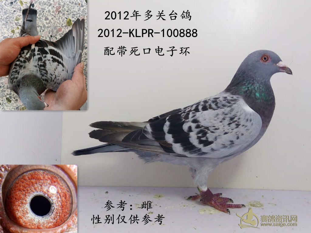 最新台鸽网一口价专区