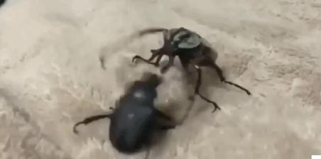 甲壳虫多少钱