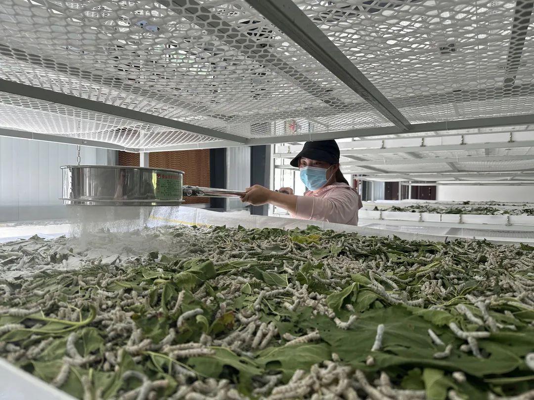 澳门最精准正最精准龙门蚕，精选解析解释落实
